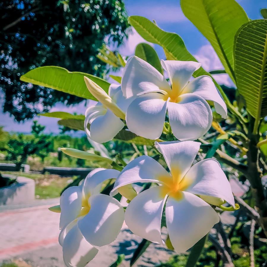 La Plumerias Moalboal Exteriér fotografie