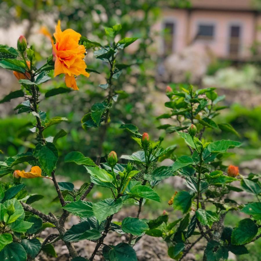 La Plumerias Moalboal Exteriér fotografie